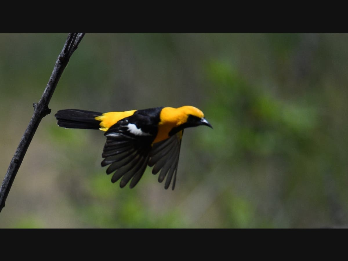 A hooded oriole in Ramona, California 
