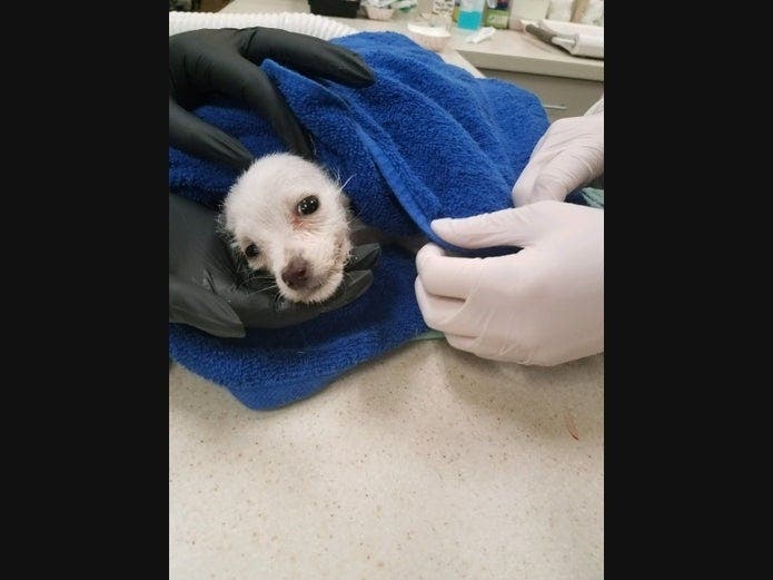 Humane officers found a dying 6-week old, white Chihuahua puppy wrapped in a towel in a dumpster at an apartment complex.