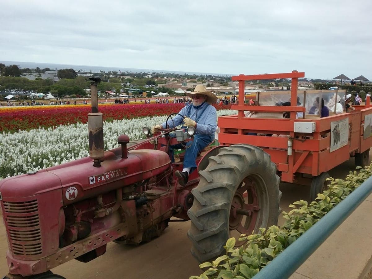 The Flower Fields at Carlsbad Ranch in Carlsbad, California