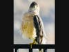 A hawk in El Cajon, California 