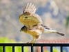 A hawk in El Cajon, California 