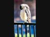 A hawk in El Cajon, California 