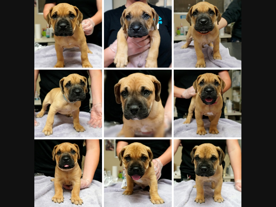 The five girls and four boys are 8 weeks old, and have been spayed or neutered and fully vaccinated. 