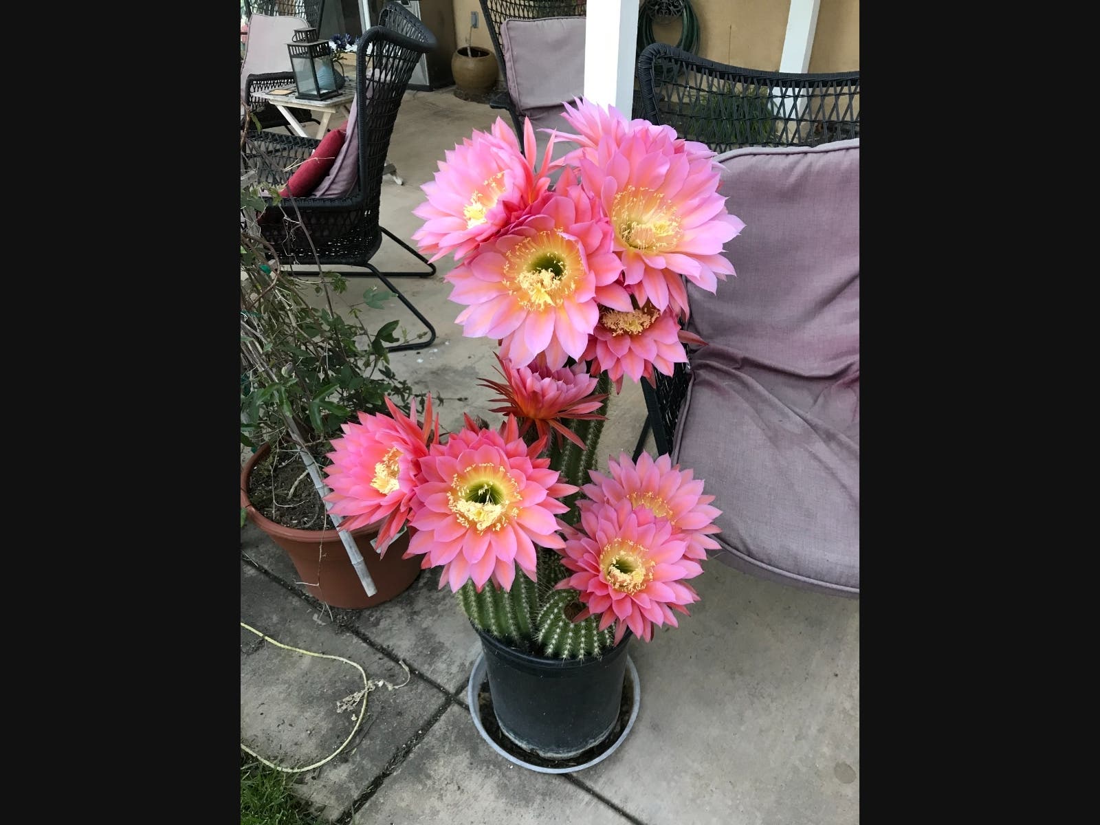 A flowering cactus in Escondido, California. 