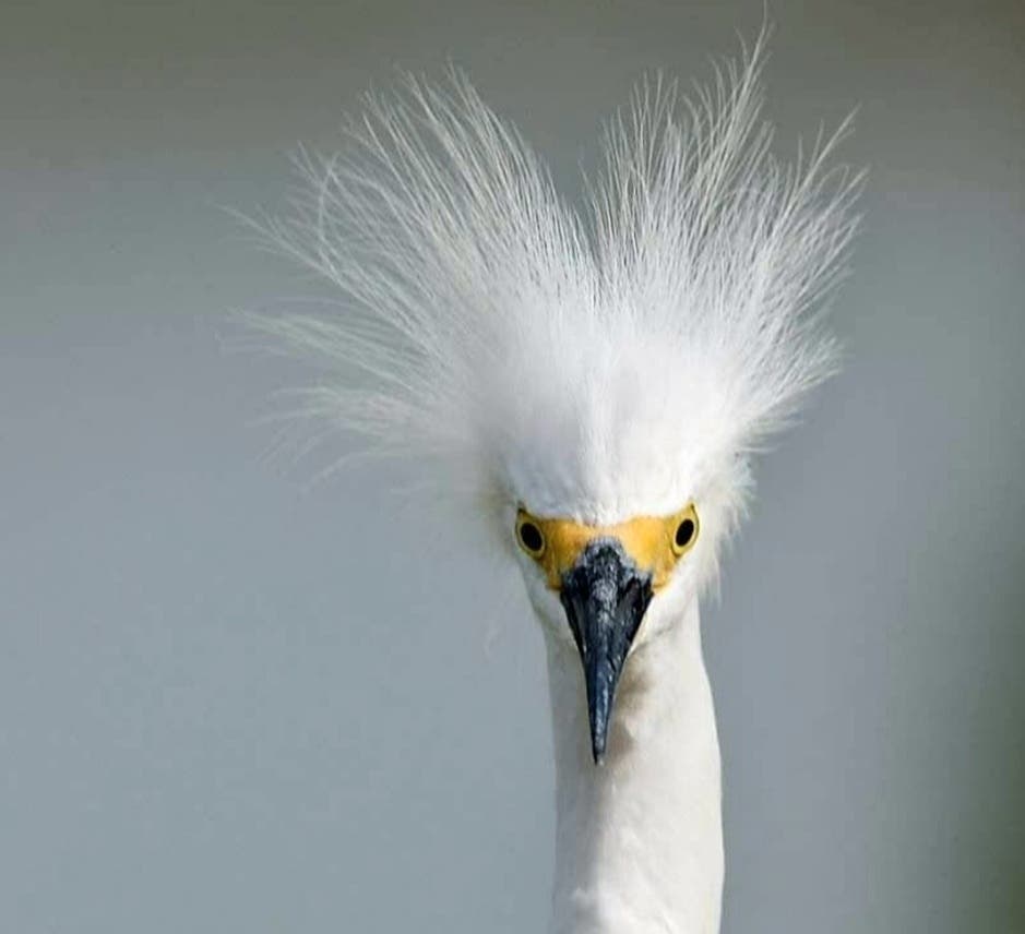 A snowy egret at Santee Lakes in Santee, California 