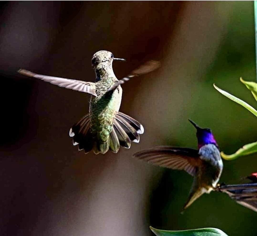 Hummingbirds in Ramona, California 