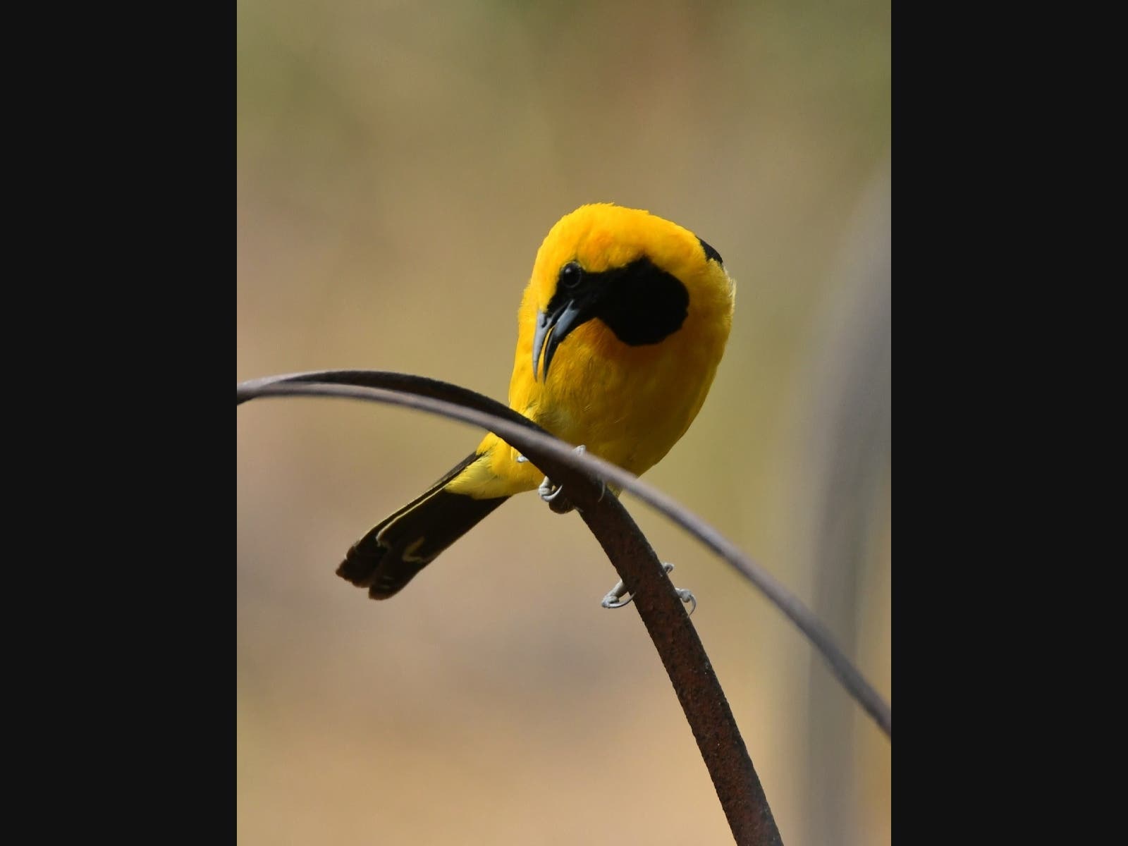 A hooded oriole​ in Ramona, California 
