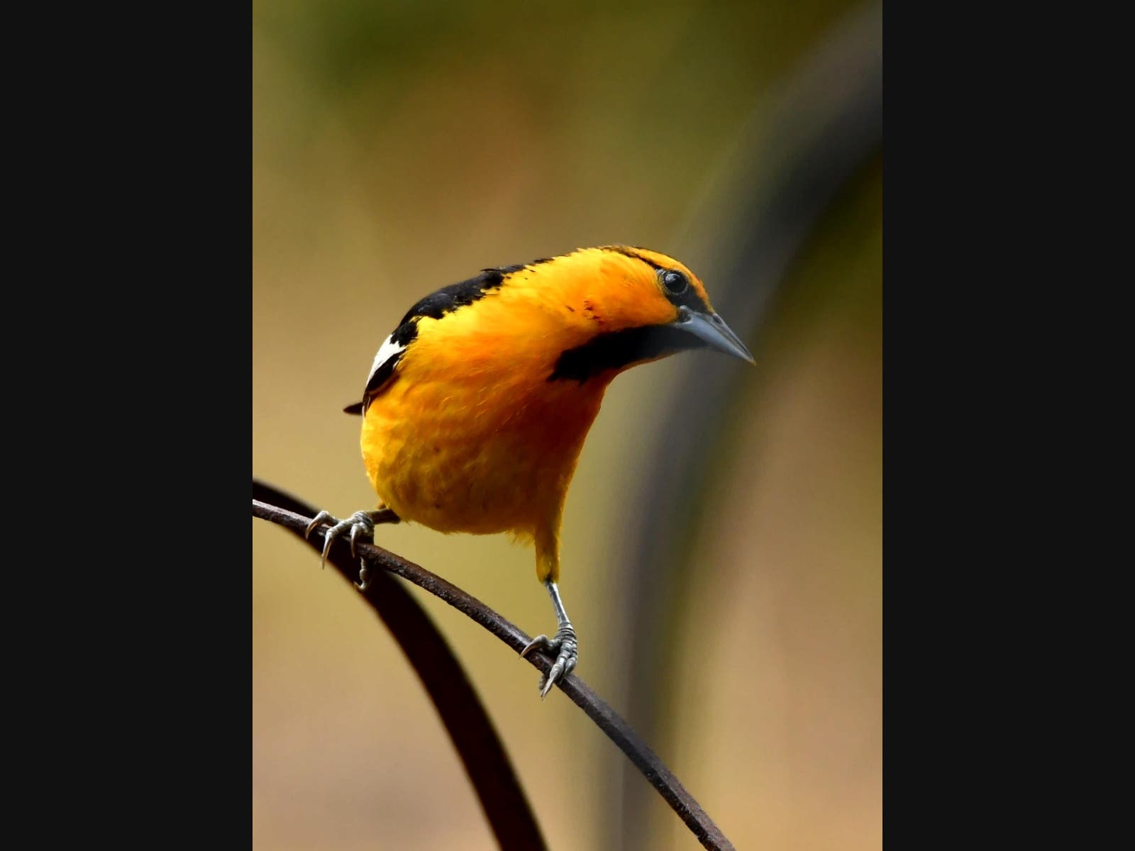 A Bullock's oriole in Ramona, California 