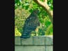 A hawk in Encinitas, California 