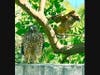 Two hawks in Encinitas, California 