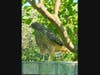 A hawk in Encinitas, California 