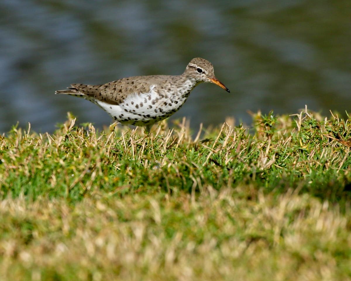 A spotted sandpiper at Santee Lakes in Santee, California