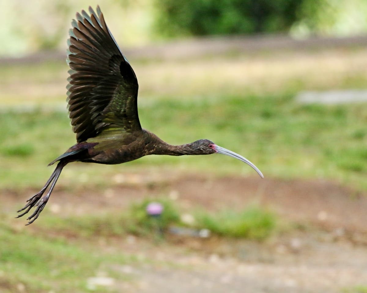 A white-faced ibis at Santee Lakes in Santee, California.