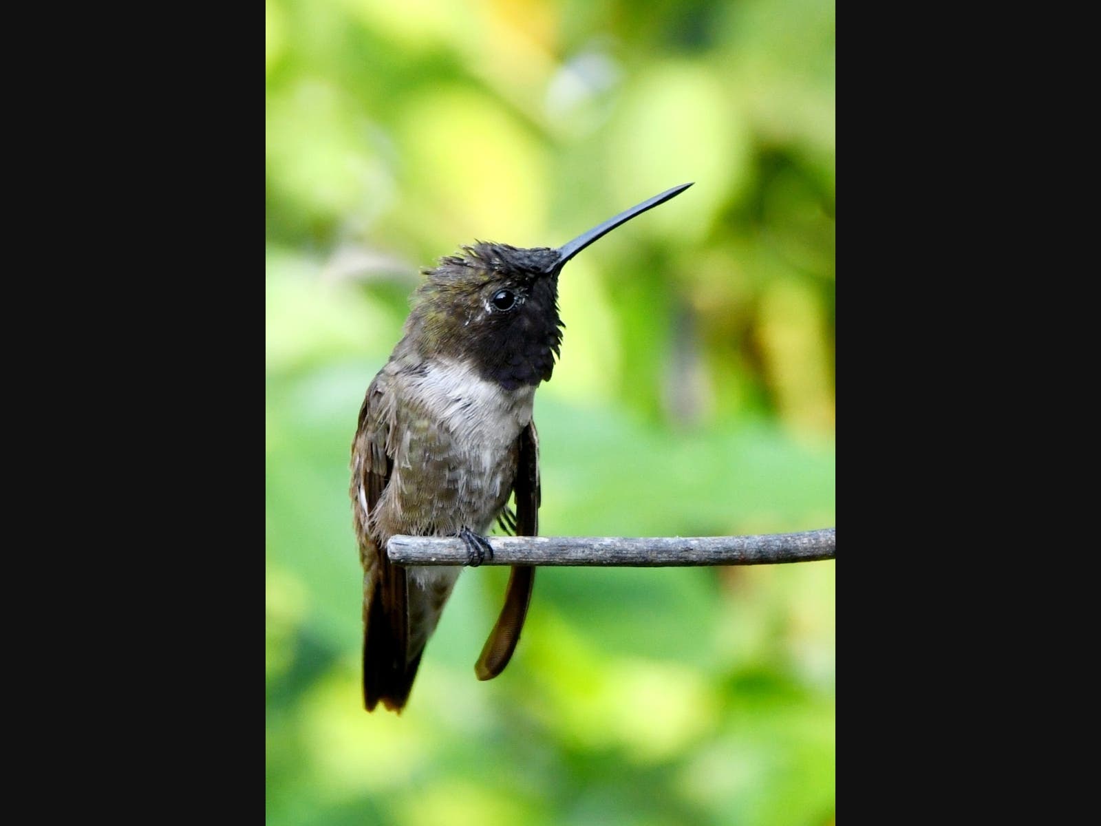 A black-chinned hummingbird​ in Ramona, California.