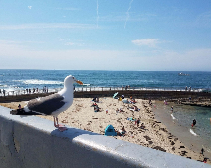 A seagull at the Children's Pool in La Jolla​, California. 