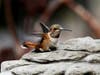 A hummingbird in Ramona, California 