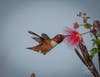 An Allen's hummingbird in Carlsbad, California.