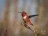 An Allen's hummingbird in Carlsbad, California.