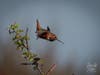 An Allen's hummingbird in Carlsbad, California.