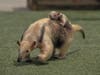 The tamandua pup, with her mother, at the San Diego Zoo Safari Park.