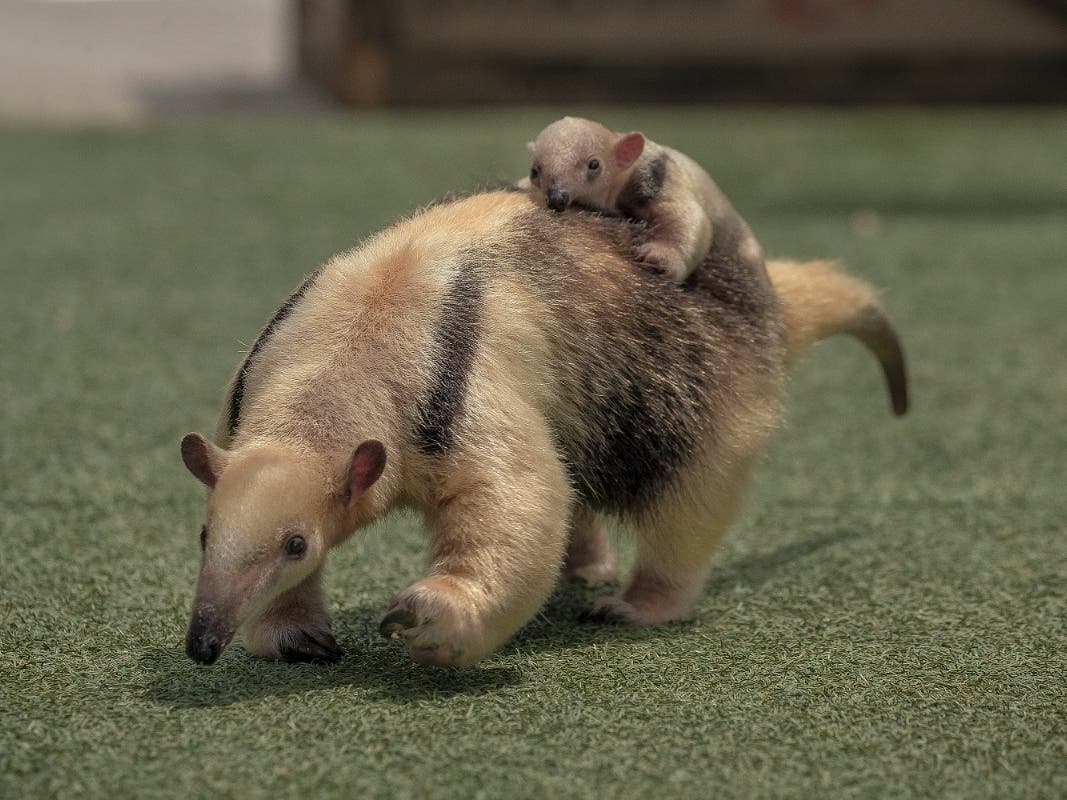 The tamandua pup, with her mother, at the San Diego Zoo Safari Park.