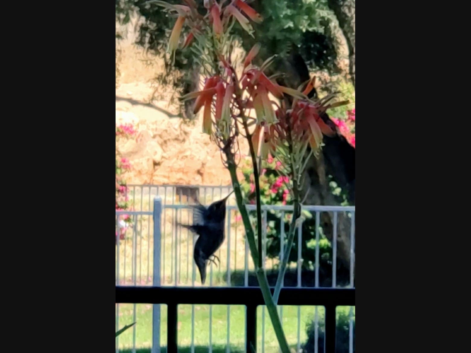 A hummingbird in El Cajon, California. 