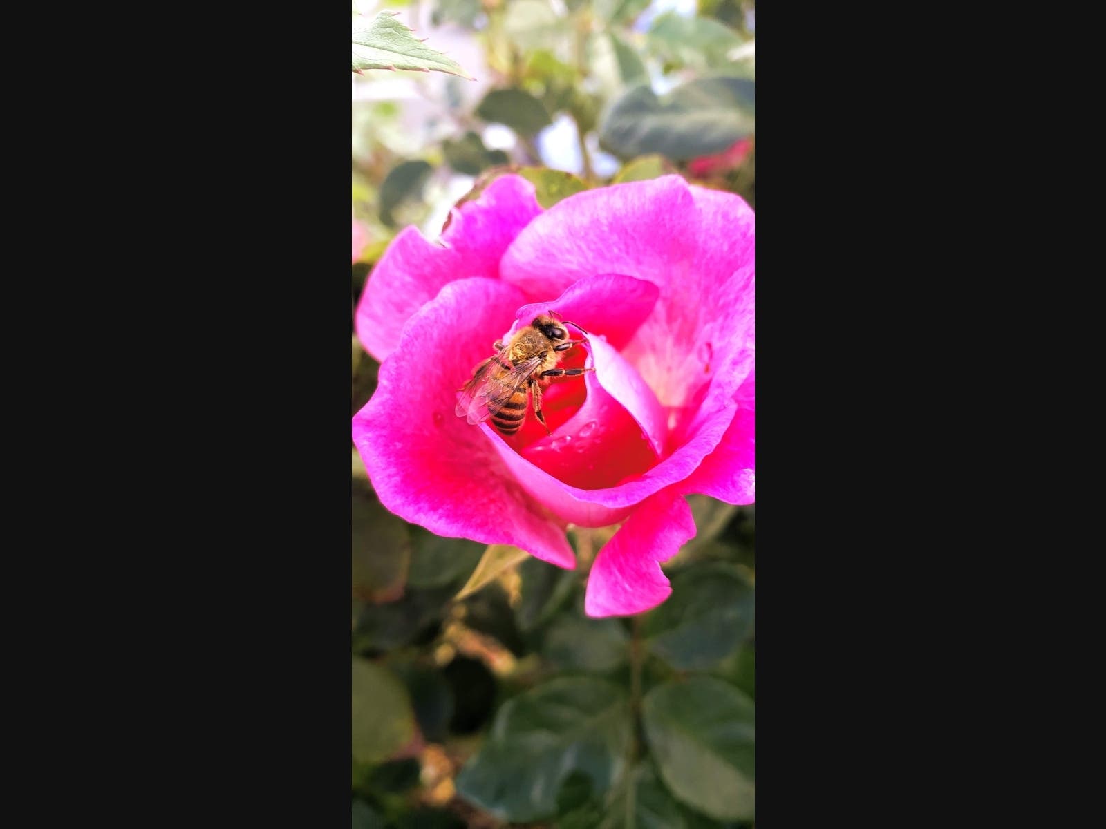 A bee on a rose in Santee, California. 