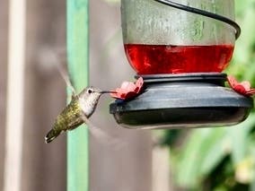 A hummingbird in Ramona, California. 