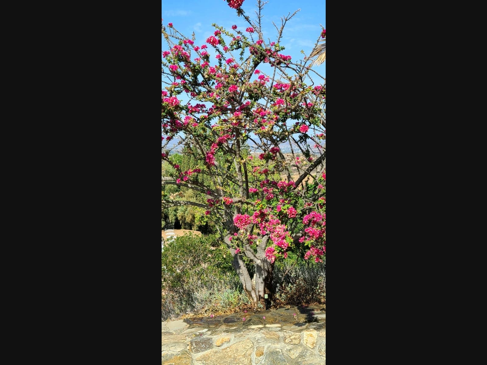 A flowering tree in El Cajon, California. 