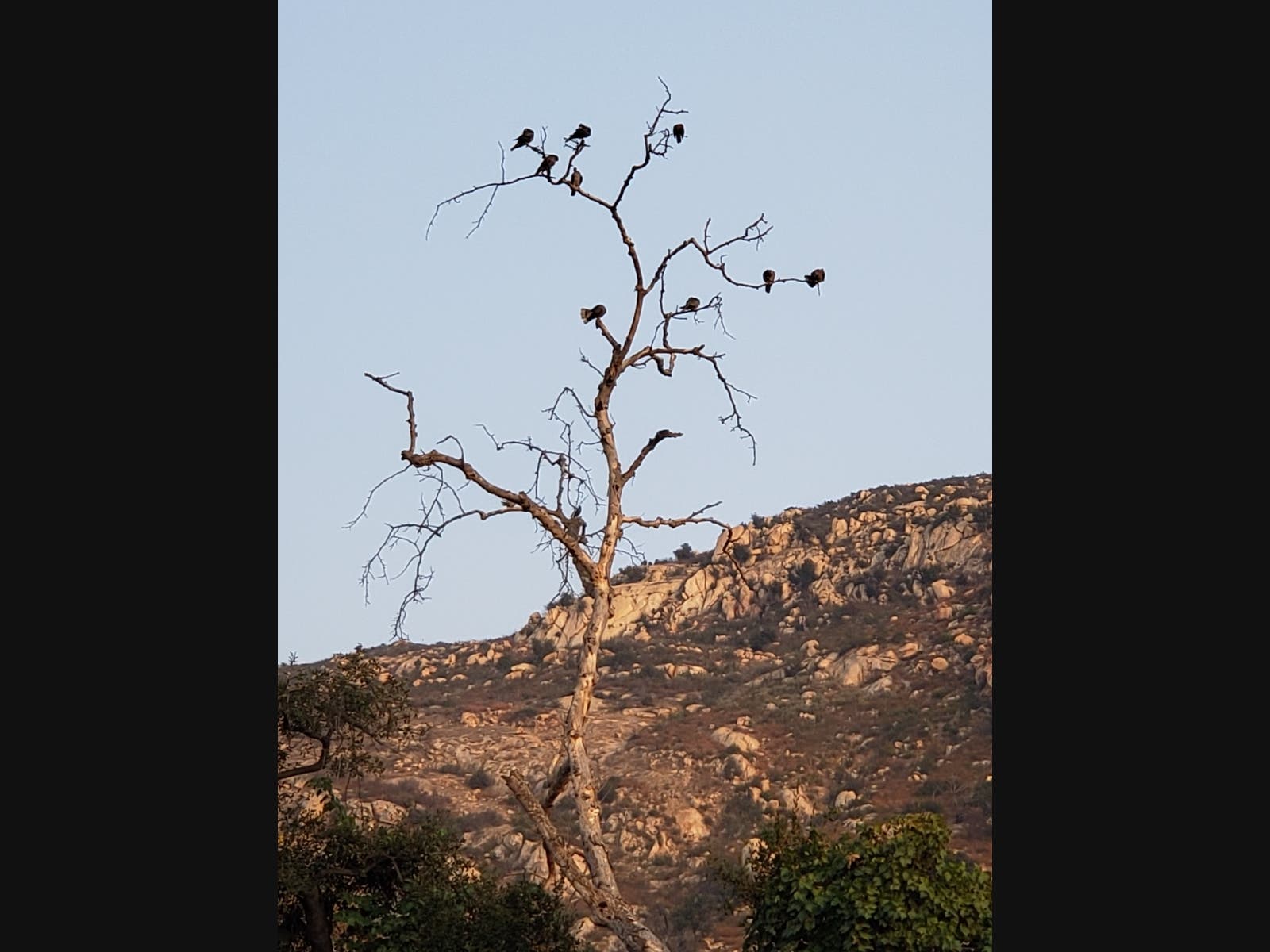 Birds gather on a dead tree in El Cajon, California.