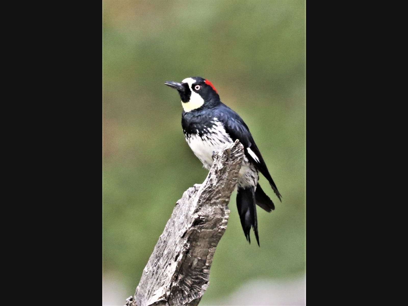 An acorn woodpecker at Stonewall Mine in Cuyamaca Rancho State Park.