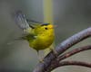 A Wilson's warbler in Ramona, California. 