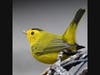 A Wilson's warbler in Ramona, California. 
