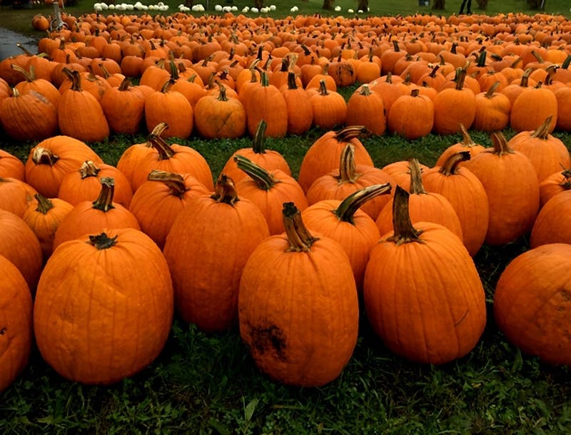 Many pumpkin patches offer festive activities such as hayrides, corn mazes and games for the kids.
