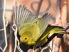 A yellow warbler in Ramona, California. 