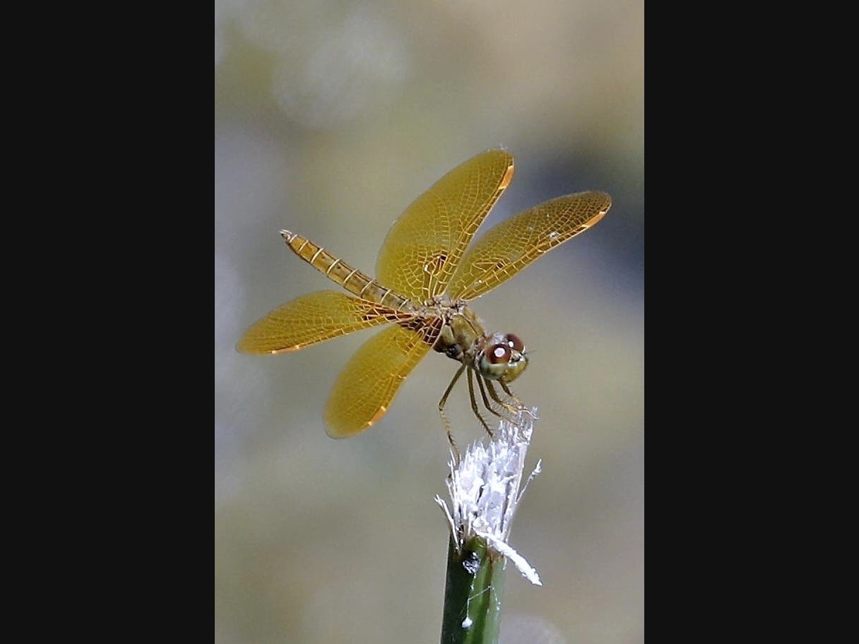 A dragonfly at Santee Lakes in Santee, California. 