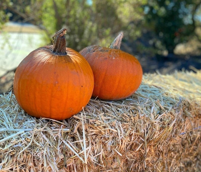 Early October can be a great time to pick up pumpkins before the October rush. 