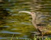 A white-faced ibis at Santee Lakes in Santee, California.