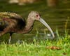A white-faced ibis at Santee Lakes in Santee, California.