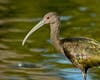 A white-faced ibis at Santee Lakes in Santee, California.