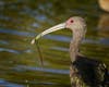 A white-faced ibis at Santee Lakes in Santee, California.