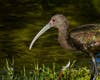 A white-faced ibis at Santee Lakes in Santee, California.