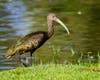A white-faced ibis at Santee Lakes in Santee, California.