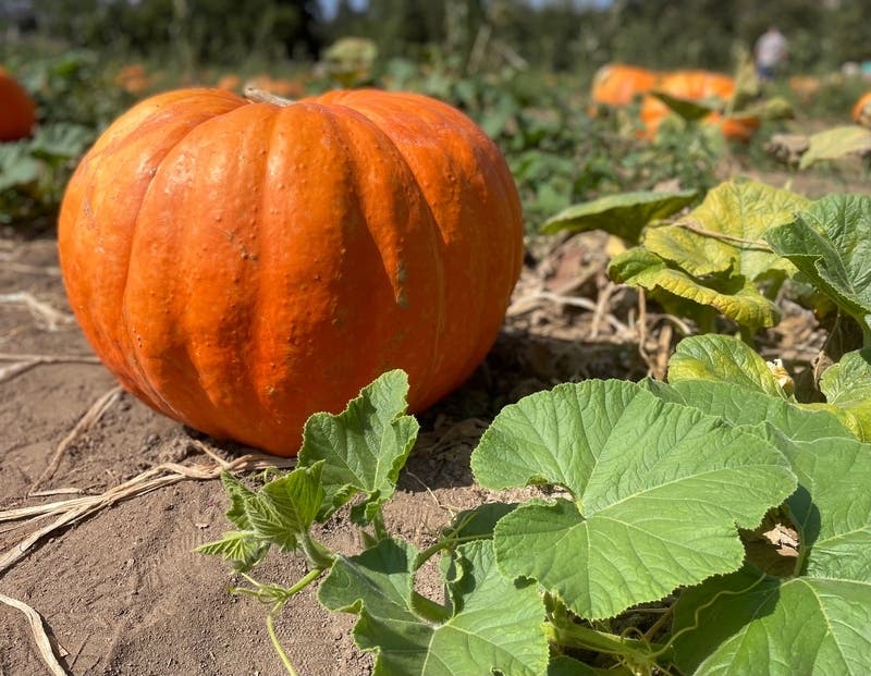 An annual trip to a pumpkin patch is a fall pastime for many families. 
