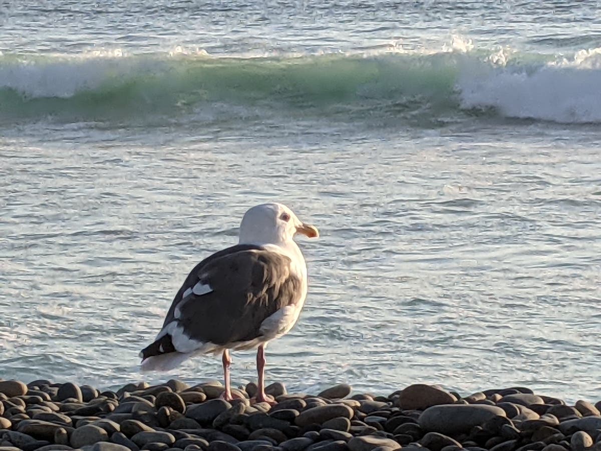 A seagull at Ponto Beach.