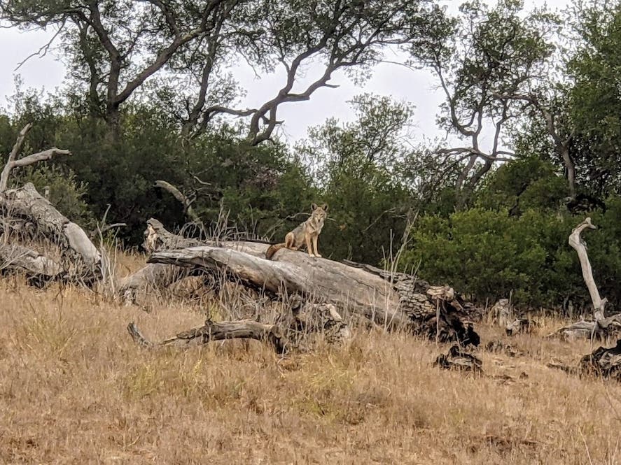 A coyote in Ramona, California. 