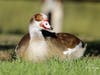 An Egyptian goose​ at Lindo Lake County Park in Lakeside. 