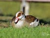 An Egyptian goose​ at Lindo Lake County Park in Lakeside. 