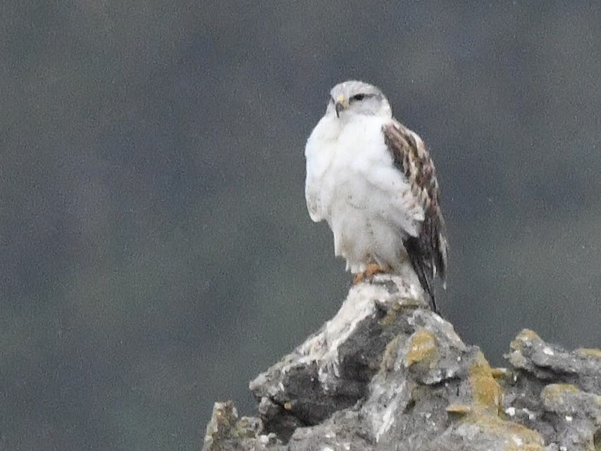 A ferruginous hawk​ in Ramona, California. 