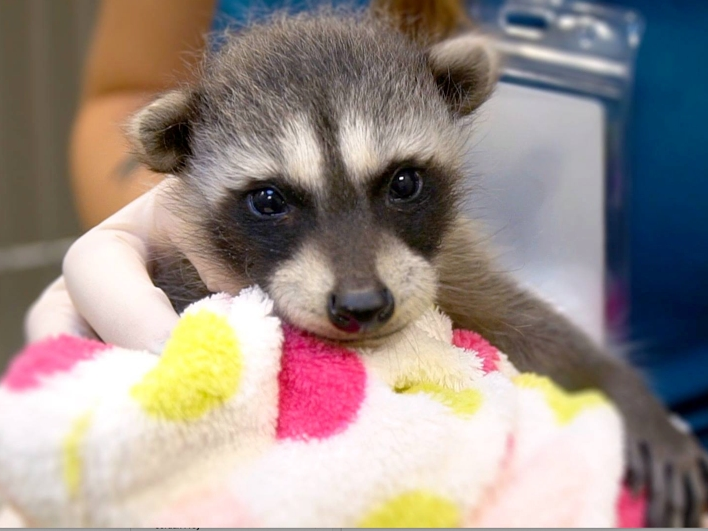 San Diego Humane Society's Project Wildlife program is the primary resource for wild animal rehabilitation and conservation education in San Diego County. 